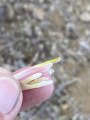 Castilleja xanthotricha