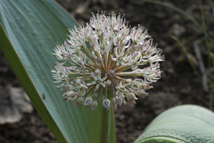 Allium karataviense