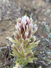 Castilleja xanthotricha