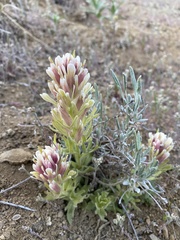 Castilleja xanthotricha