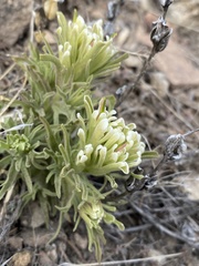 Castilleja xanthotricha