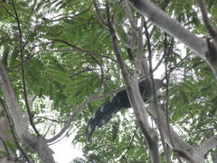 Phaenicophaeus tristis