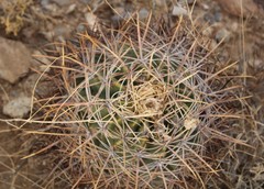 Homalocephala parryi