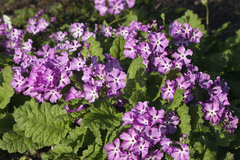 Primula sieboldii