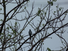 Dicrurus leucophaeus