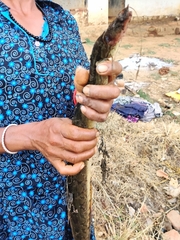 Mastacembelus armatus