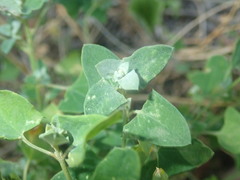 Chenopodium trigonon stellulatum