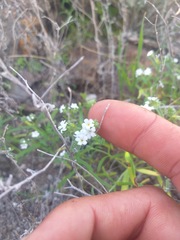 Cryptantha foliosa