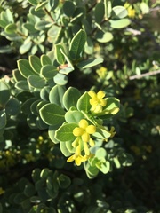 Wikstroemia uva-ursi