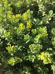 Wikstroemia uva-ursi