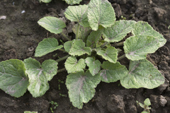 Campanula alliariifolia alliariifolia