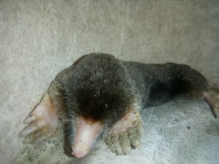 Parascaptor leucurus