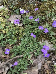 Aubrieta deltoidea