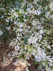 Ceanothus spinosus