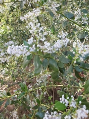 Ceanothus spinosus