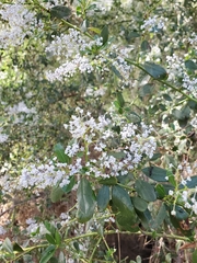 Ceanothus spinosus