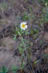 Layia erubescens