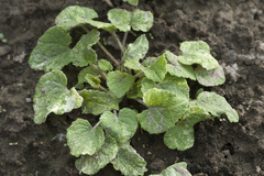 Campanula alliariifolia alliariifolia