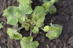 Campanula alliariifolia alliariifolia