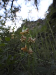 Lathyrus sulphureus