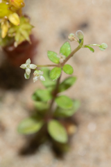 Galium bungei trachyspermum