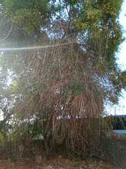 Podranea ricasoliana