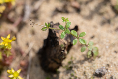 Galium bungei trachyspermum