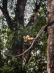 Dendrobium ovatum