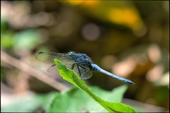 Orthetrum poecilops