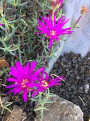 Lampranthus multiradiatus