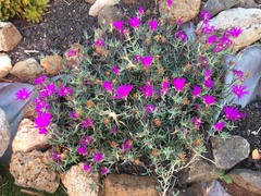 Lampranthus multiradiatus