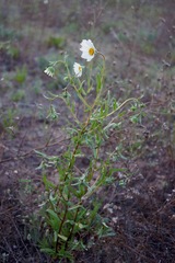 Layia erubescens