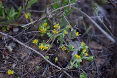 Eriophyllum multicaule