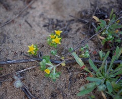 Eriophyllum multicaule
