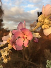 Malacothamnus fremontii