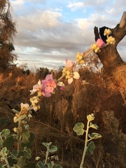 Malacothamnus fremontii