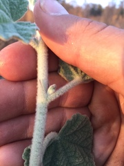 Malacothamnus fremontii