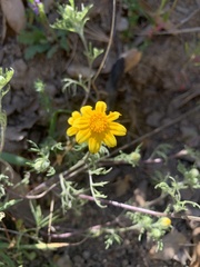 Pseudobahia heermannii