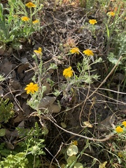 Pseudobahia heermannii