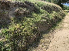 Pseudobahia heermannii