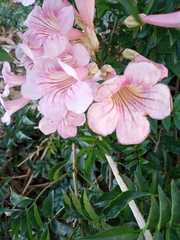 Podranea ricasoliana