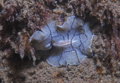 Eurylepta californica