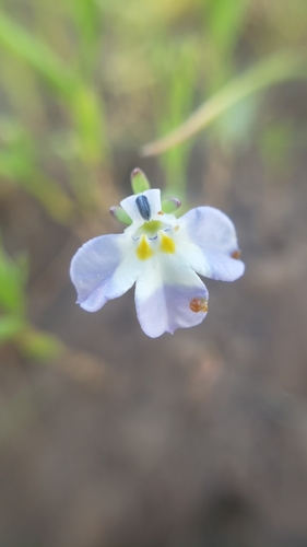 Downingia ornatissima var. ornatissima