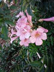 Podranea ricasoliana