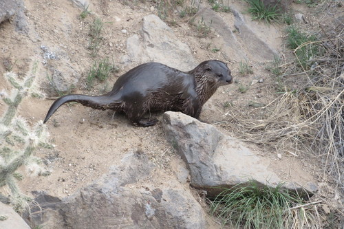 North American River Otter photographed in New Mexico