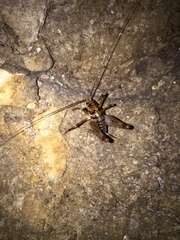 Ceuthophilus maculatus