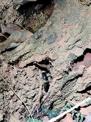 Lycodon travancoricus