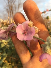 Malacothamnus fremontii