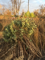 Malacothamnus fremontii
