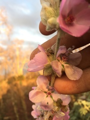 Malacothamnus fremontii